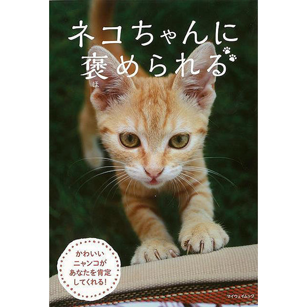 【猫の写真集】ネコちゃんに褒められる