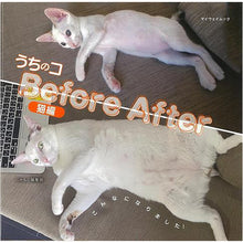 画像をギャラリービューアに読み込む, 【猫の写真集】うちのコＢｅｆｏｒｅ　Ａｆｔｅｒ　猫編
